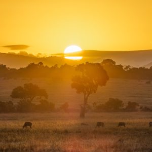 Acacia trees and wildebeest on the plains of the Maasai Mara