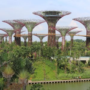 Supertree Grove at Gardens by the Bay lit up at night in Singapore